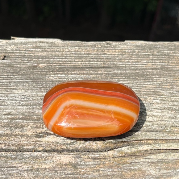 Carnelian Palm - Picture 3 of 6